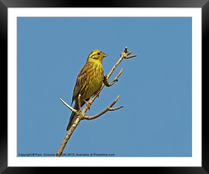 Yellowhammer Framed Mounted Print by Paul Scoullar