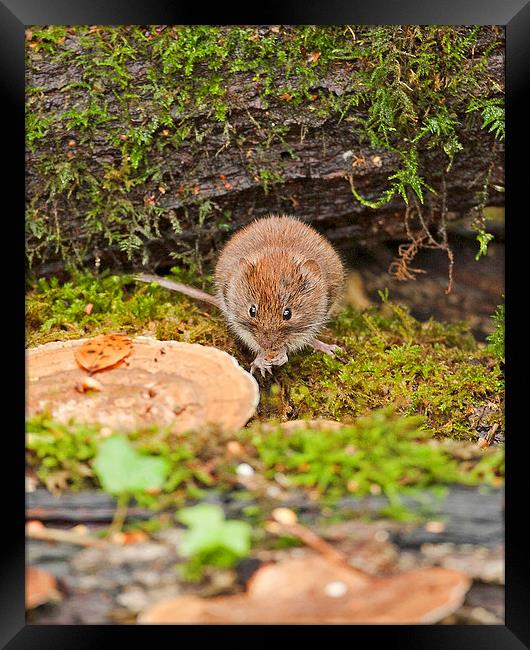 Bank Vole Framed Print by Paul Scoullar