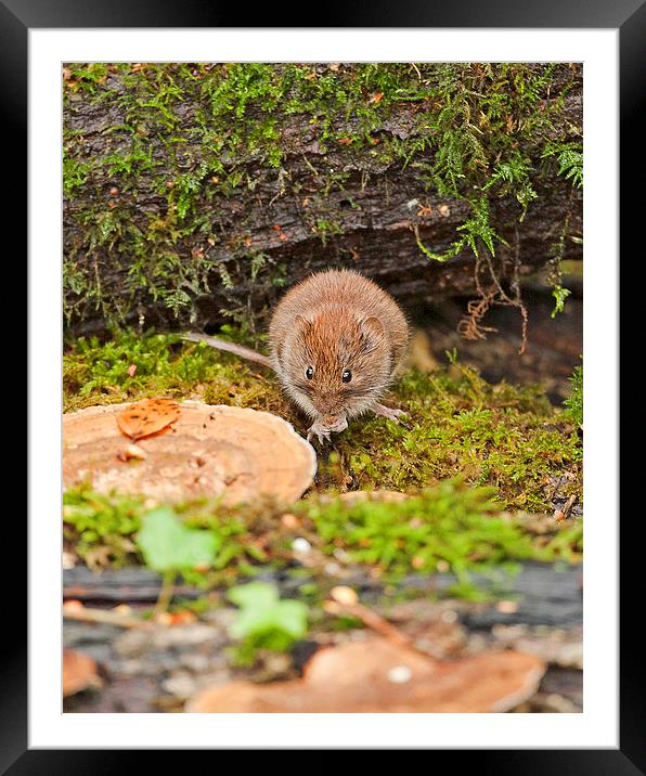 Bank Vole Framed Mounted Print by Paul Scoullar