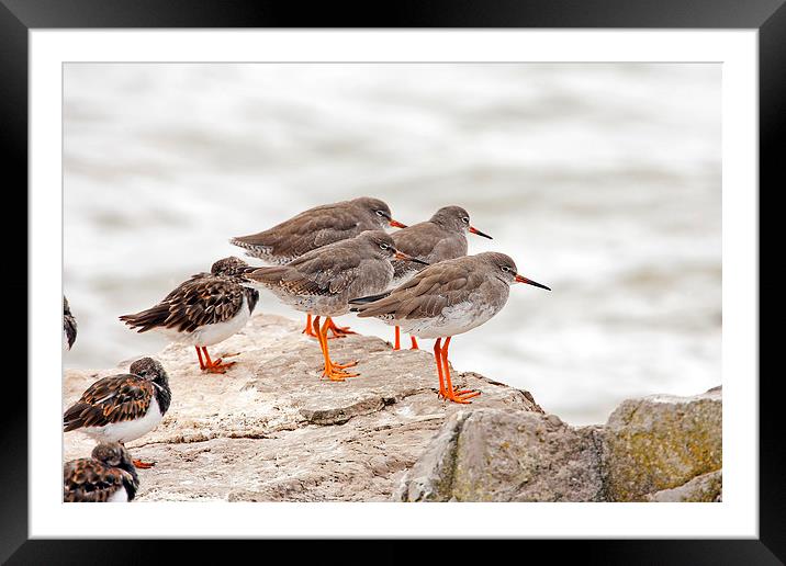 Home to roost Framed Mounted Print by Paul Scoullar