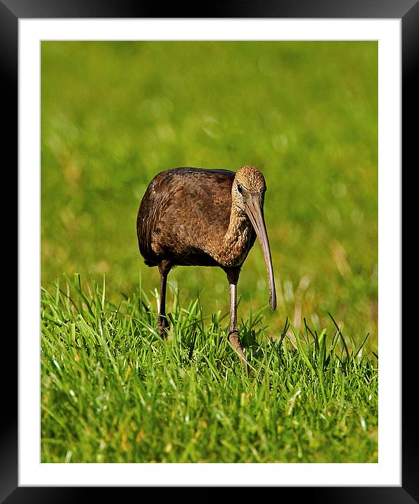Glossy Ibis Framed Mounted Print by Paul Scoullar