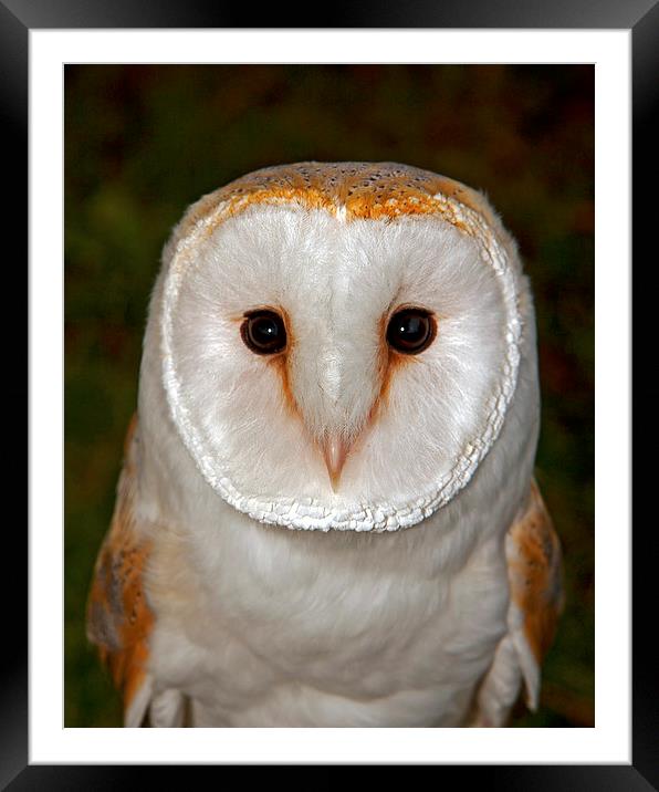 Barn Owl Headstudy Framed Mounted Print by Paul Scoullar