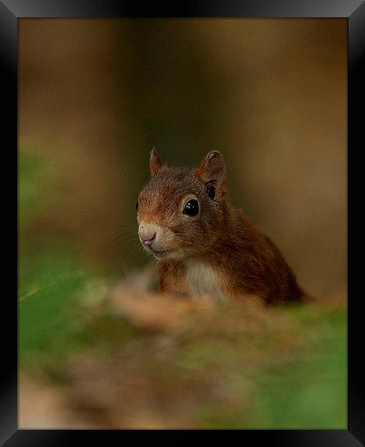 Inquisitive Red Squirrel Framed Print by Paul Scoullar