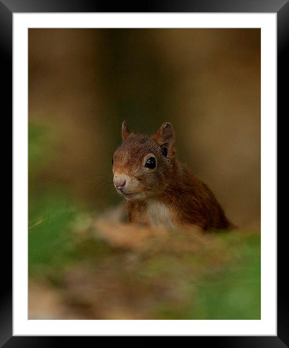 Inquisitive Red Squirrel Framed Mounted Print by Paul Scoullar