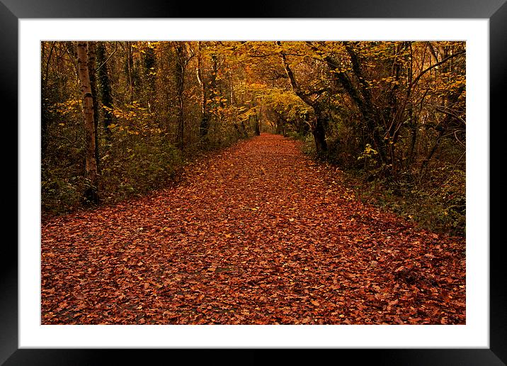 Autumnal light. Framed Mounted Print by Paul Scoullar