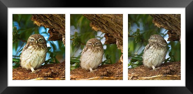 Little Owl Triptytch Framed Print by Paul Scoullar