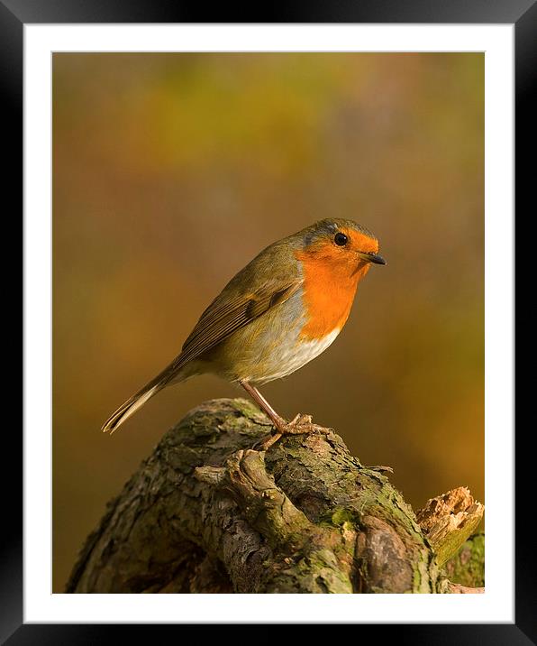 Robin (Erithacus rubecula) Framed Mounted Print by Paul Scoullar