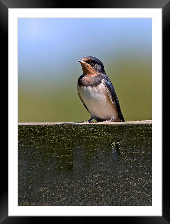 Swallow Framed Mounted Print by Paul Scoullar