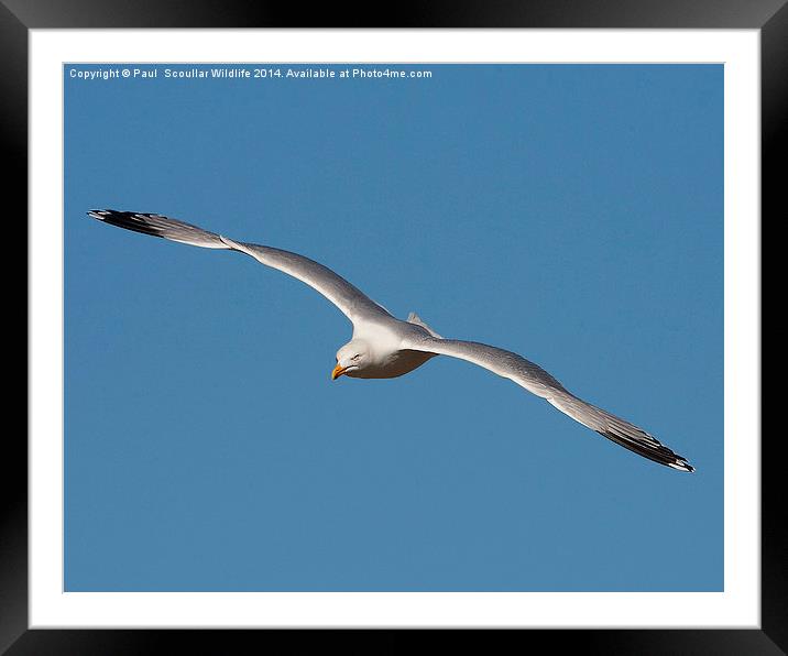 Herring Gull Framed Mounted Print by Paul Scoullar