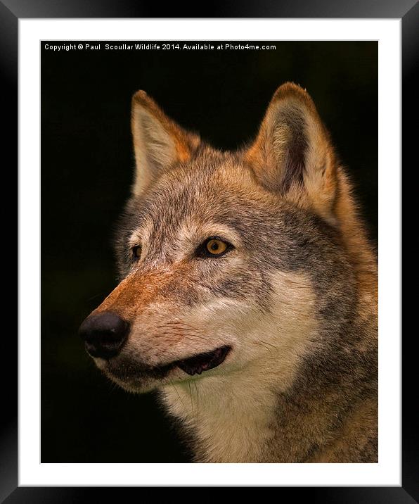 European Wolf Headstudy Framed Mounted Print by Paul Scoullar