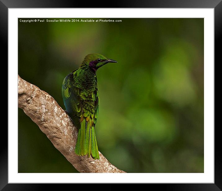 Emerald Starling Framed Mounted Print by Paul Scoullar