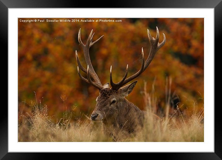 Red Deer Stag Framed Mounted Print by Paul Scoullar