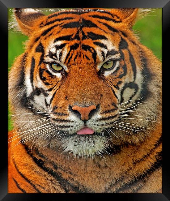 Tiger Stare Framed Print by Paul Scoullar