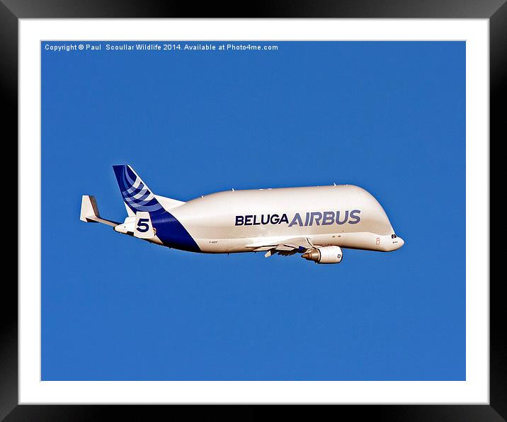 Airbus Beluga Framed Mounted Print by Paul Scoullar