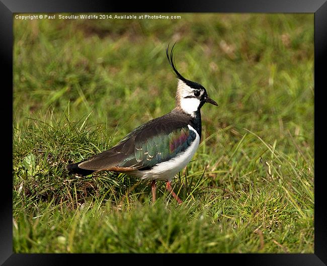 Lapwing Framed Print by Paul Scoullar