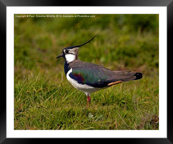 Lapwing Framed Mounted Print by Paul Scoullar
