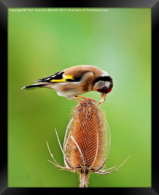 Goldfinch feeding on Teasel comb. Framed Print by Paul Scoullar