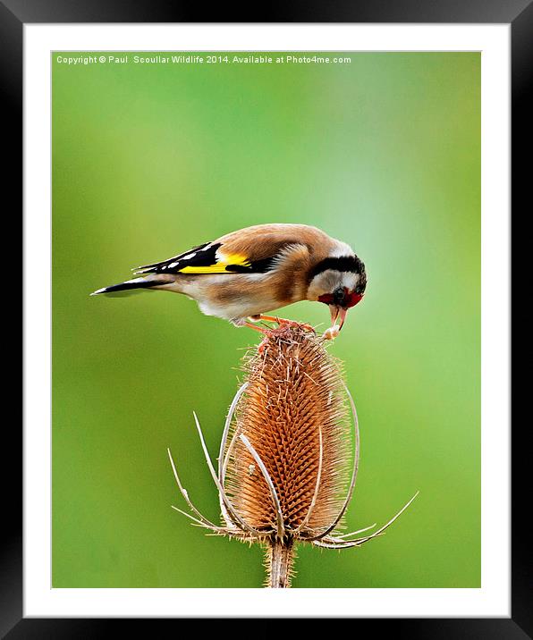 Goldfinch feeding on Teasel comb. Framed Mounted Print by Paul Scoullar