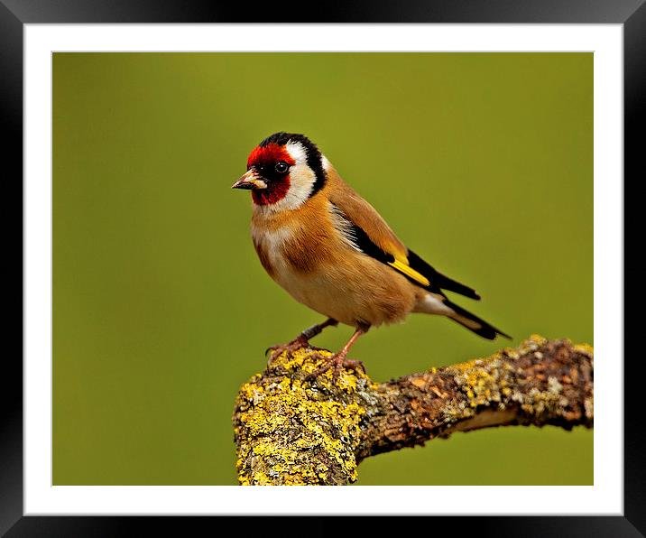 Goldfinch Framed Mounted Print by Paul Scoullar