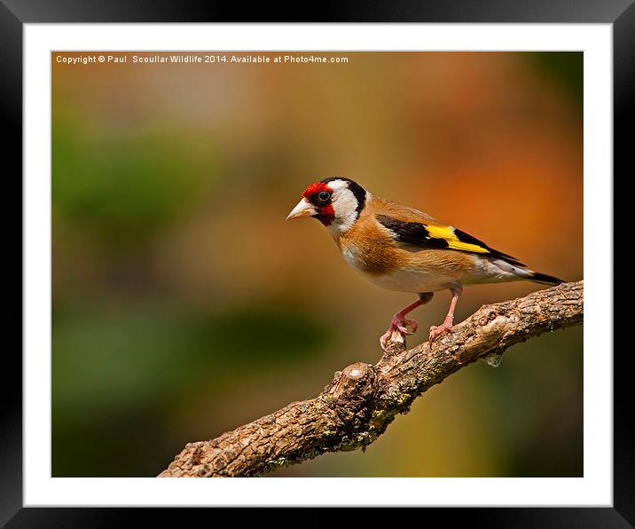  Goldfinch Framed Mounted Print by Paul Scoullar