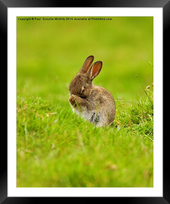  Brown Rabbit Framed Mounted Print by Paul Scoullar
