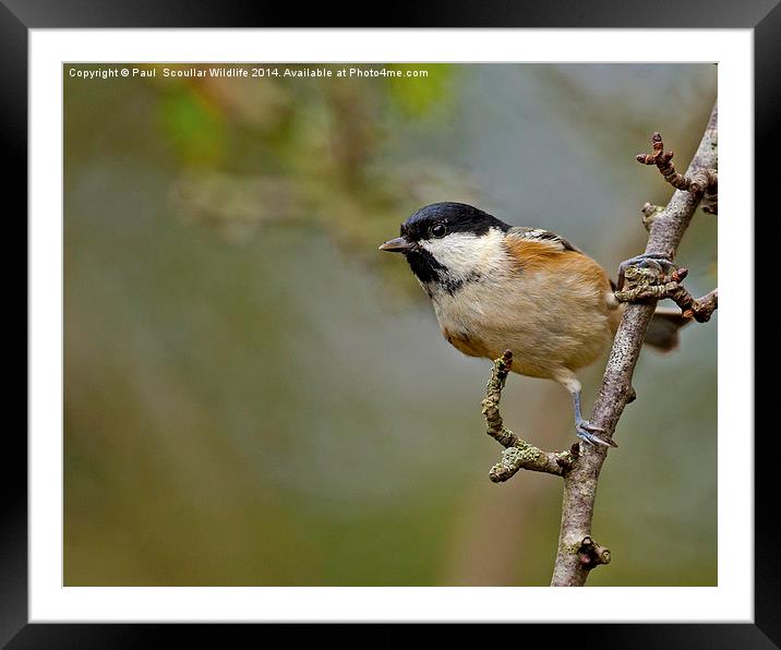  Coal Tit Framed Mounted Print by Paul Scoullar