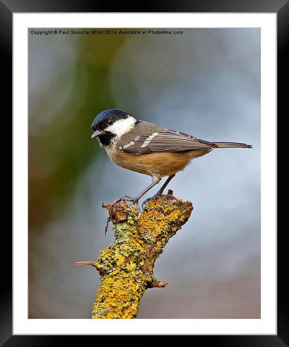  Coal Tit, Framed Mounted Print by Paul Scoullar
