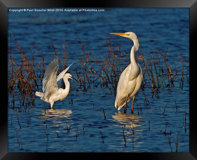 Great White and Little Egret Framed Print by Paul Scoullar