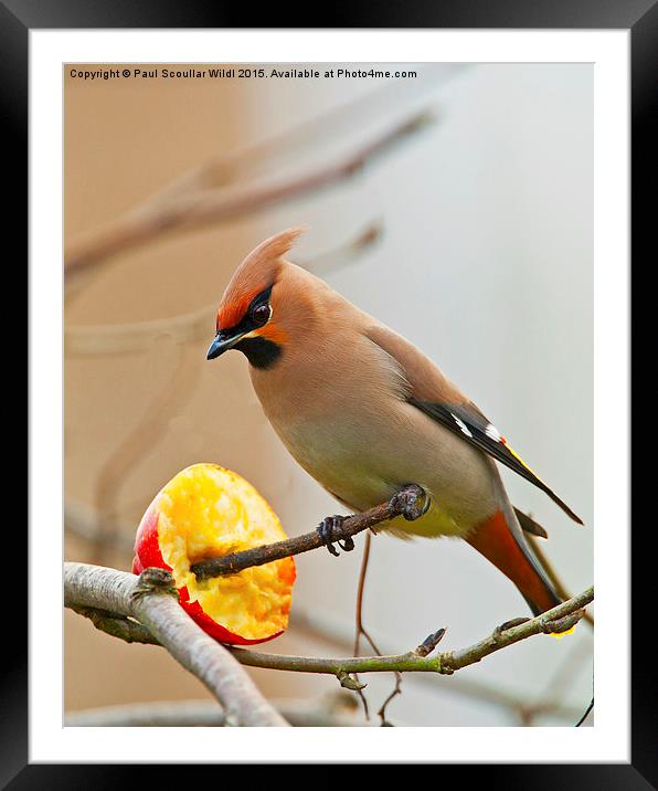  Waxwing Framed Mounted Print by Paul Scoullar