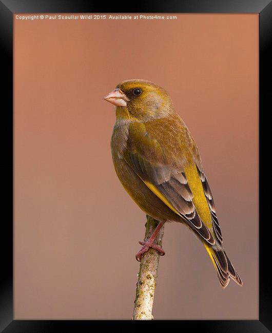  Greenfinch Framed Print by Paul Scoullar