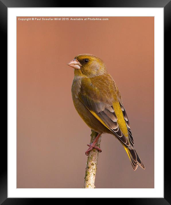  Greenfinch Framed Mounted Print by Paul Scoullar