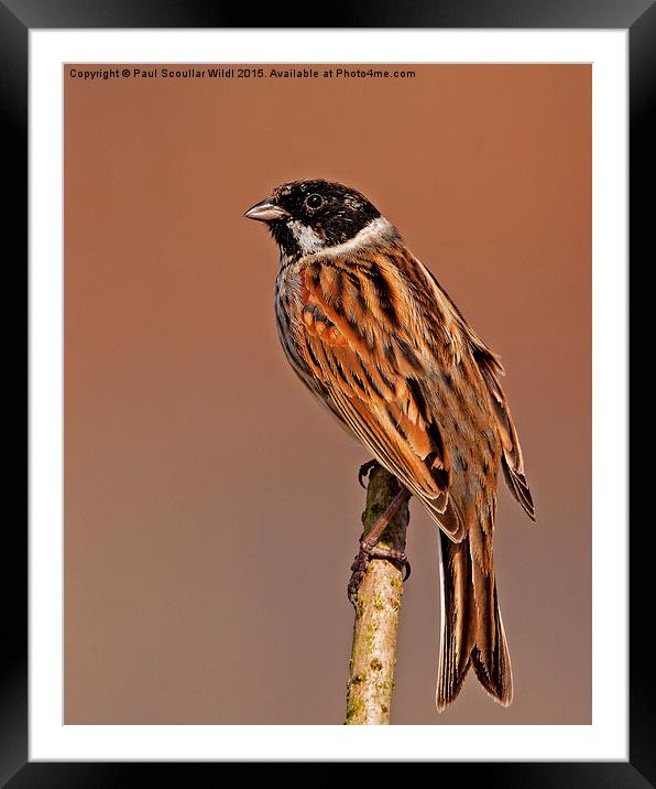  Reed Bunting Framed Mounted Print by Paul Scoullar