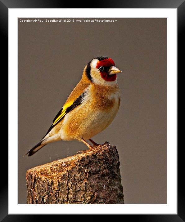  Goldfinch Framed Mounted Print by Paul Scoullar