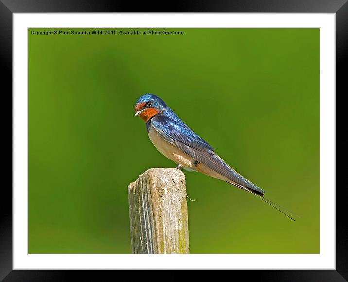  Swallow Framed Mounted Print by Paul Scoullar