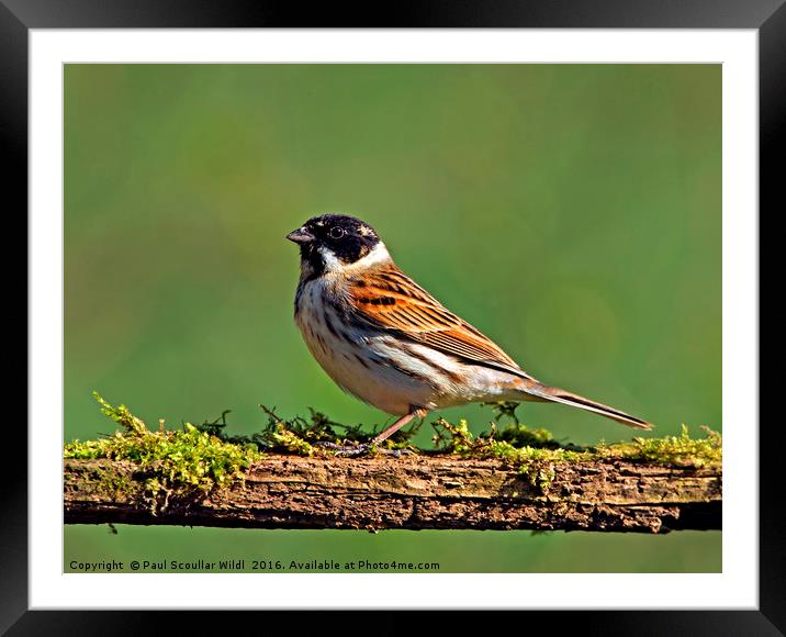 Reed Bunting Framed Mounted Print by Paul Scoullar
