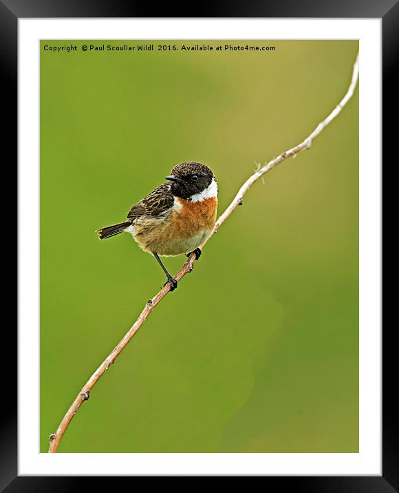 Stonechat Framed Mounted Print by Paul Scoullar