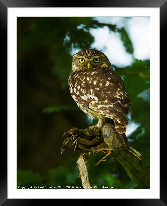 Little Owl with prey Framed Mounted Print by Paul Scoullar