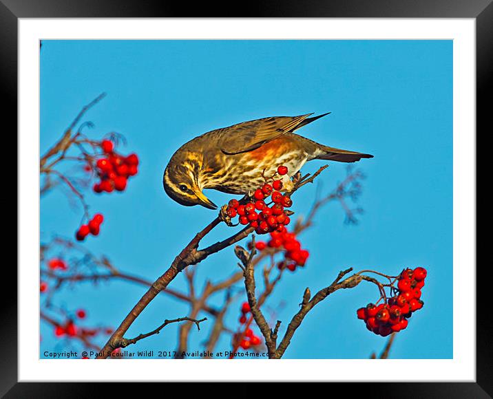 Redwing Framed Mounted Print by Paul Scoullar