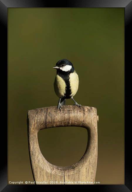 Great Tit on Spade Handle Framed Print by Paul Scoullar