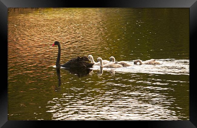 Swan lake Framed Print by