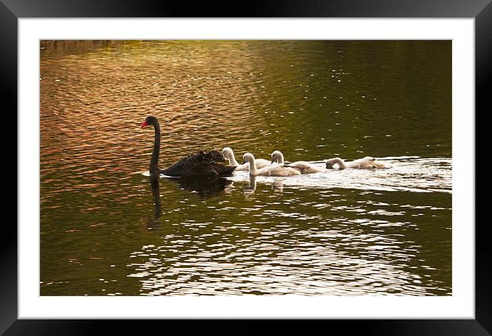 Swan lake Framed Mounted Print by