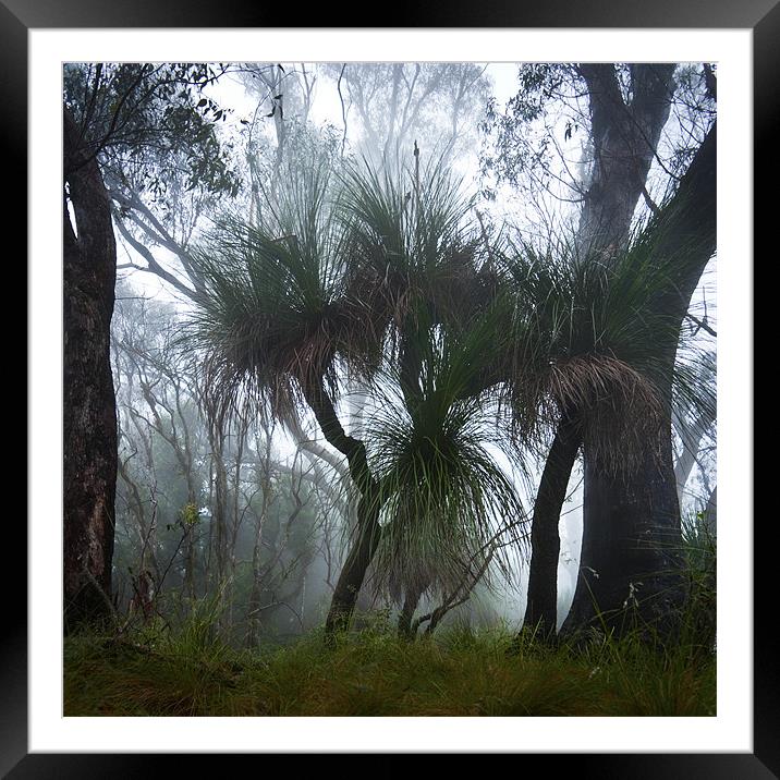 Grass Trees in the Mist Framed Mounted Print by