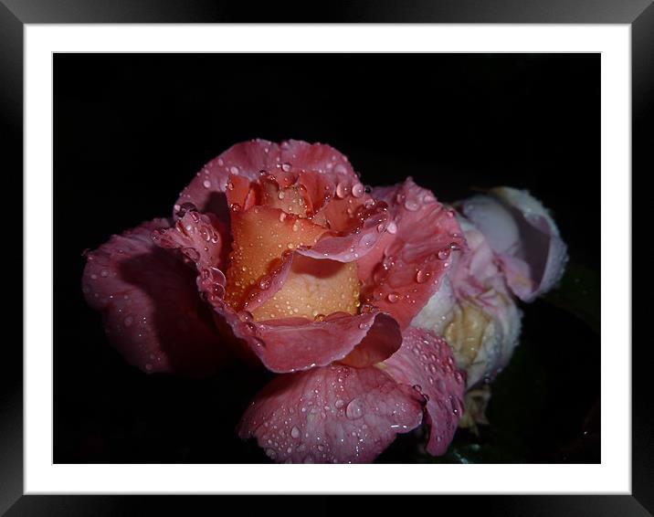Rose after Rainfall Framed Mounted Print by Rebecca Penhaligon