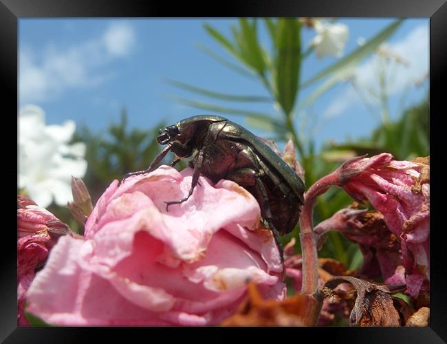 Beetle Framed Print by Rebecca Penhaligon