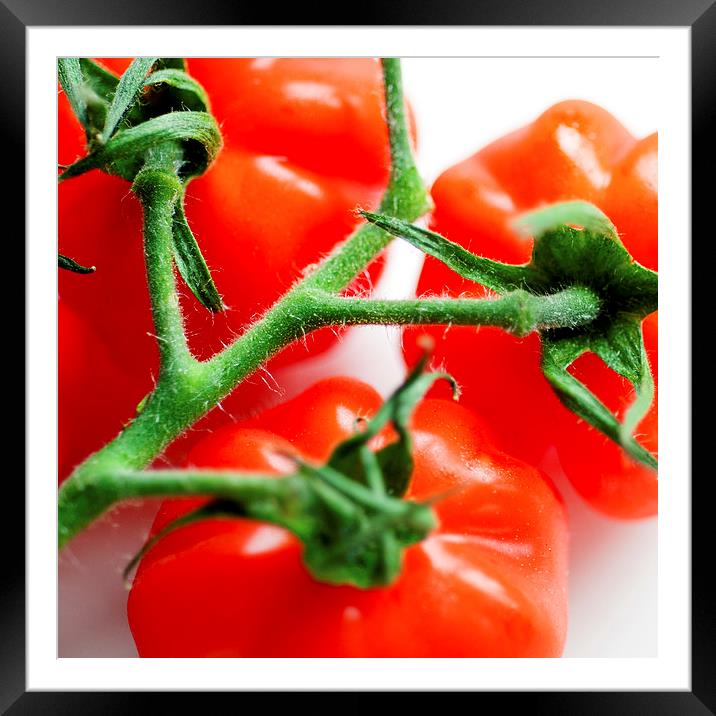 Tomatoes Framed Mounted Print by Anne Whiteside