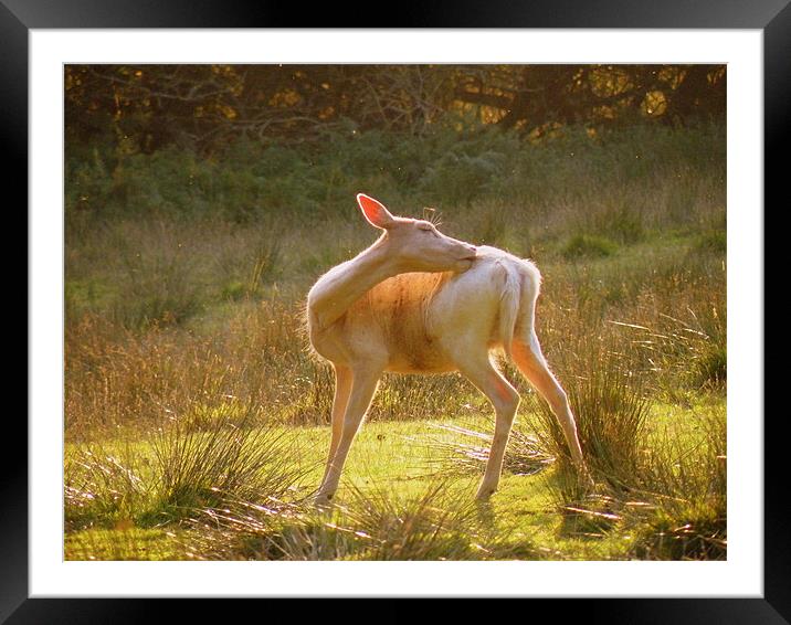 Bathing in the Sunlight Framed Mounted Print by Rob Parsons