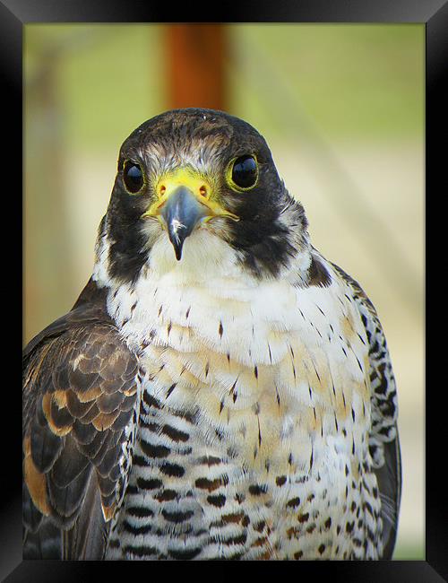 Peregrine Falcon Framed Print by Rob Parsons