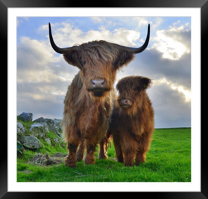 Hairy Cows Framed Mounted Print by Rob Parsons