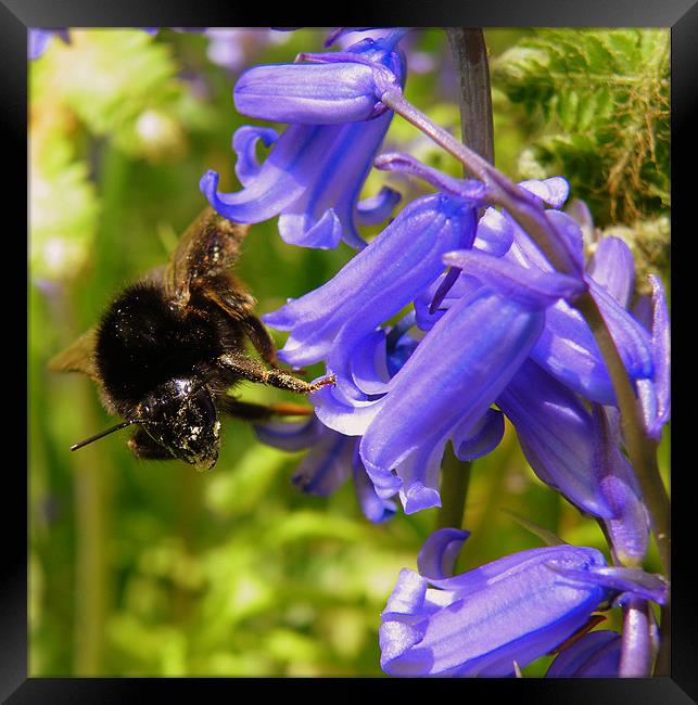 The Bluebell and the Bee Framed Print by Rob Parsons