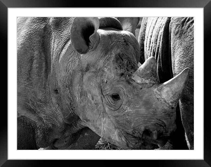 Baby Rhino Framed Mounted Print by Rob Parsons